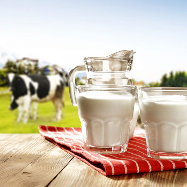 ft-vasos-leche-vacas-campo
